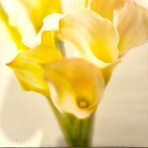 Meet your Posher, Cori